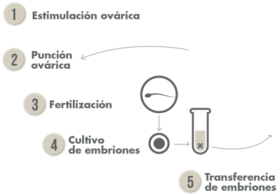 Fases de tratamiento FIV - IVF treatment phases